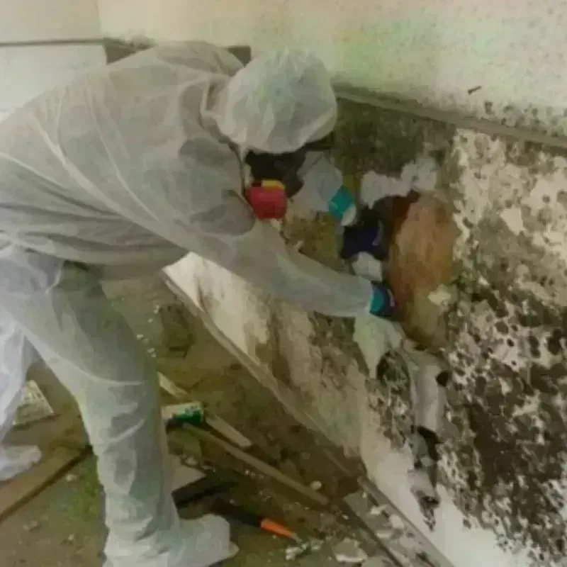 Mold Remediation and Removal in Montgomery, VT